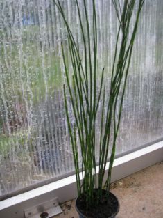 equisetum hyemale- přeslička pokojová