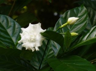 Tabernaemontana divaricata