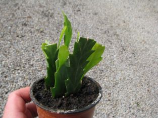 lepismium