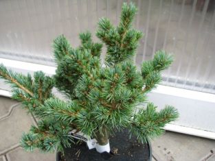 pinus parviflora roubovaná