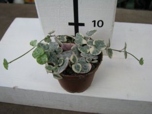 ceropegia "woodii" variegata