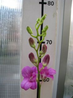 dendrobium hybrid č.11