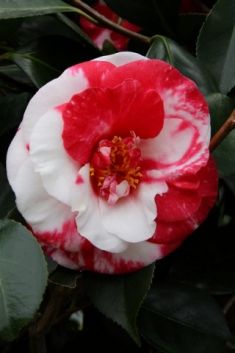 camellia "adolphe audsson variegated"