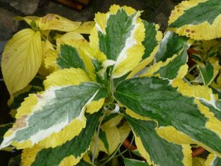 hydrangea macr. "pirate´s gold"