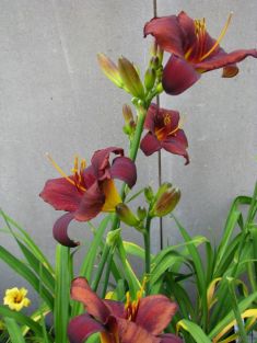hemerocallis "chocolate candy"