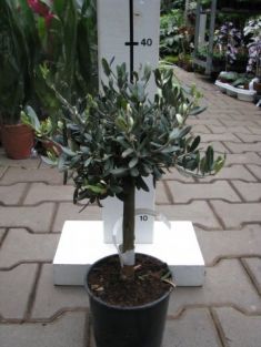 olea europea