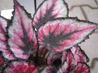 begonia "red tango" - listová begonie