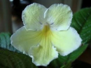 streptocarpus "alissa"