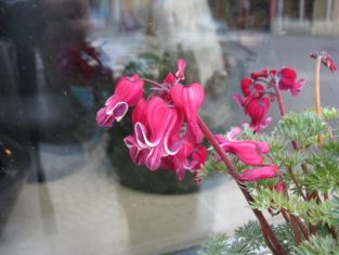 dicentra eximia "burning hearts" - srdcovka