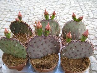 opuntia azurea