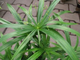 cyperus "green gold" - šáchor