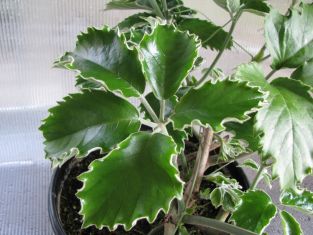 tetrastigma voinierianum