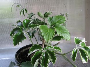 tetrastigma voinierianum