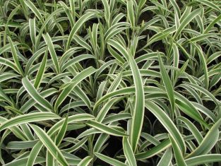 dianella tasmanica "wyeena"