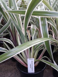 dianella tasmanica "wyeena"