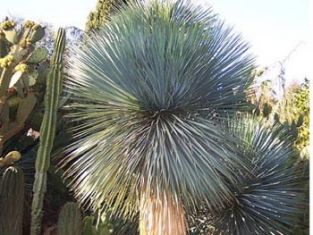 yucca rostrata "sapphire sky" - juka