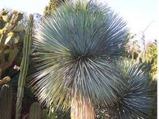 yucca rostrata "sapphire sky"