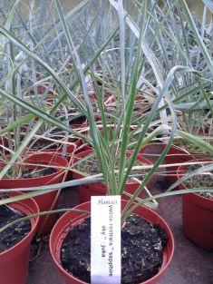 yucca rostrata "sapphire sky"