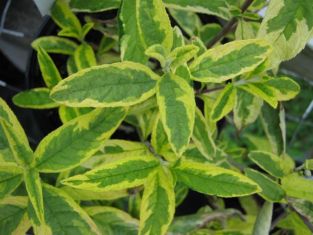 buddleja davidii "santana"