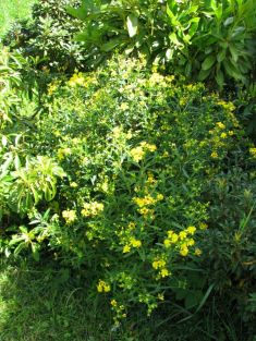 hypericum kalmianum "gemo" - třezalka tříkvětá