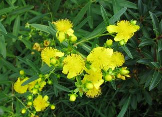 hypericum kalmianum "gemo" - třezalka tříkvětá