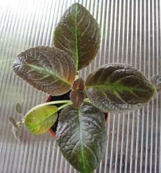 episcia "pinkiscia" - episcie