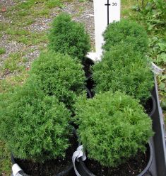 thuja occidentalis "teddy"