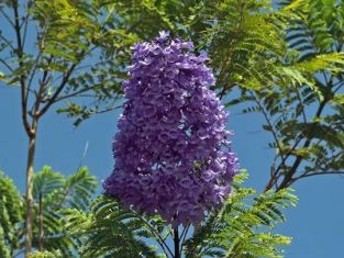 jacaranda mimosifolia - žakaranda, palisandr
