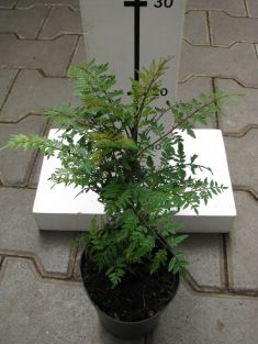 jacaranda mimosifolia - žakaranda, palisandr