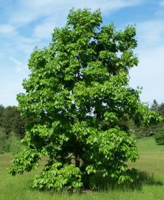 carya ovata - ořechovec vějčitý