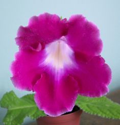 streptocarpus "yarillo"