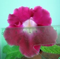 streptocarpus "yarillo"