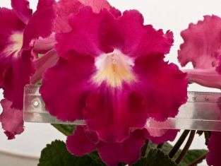 streptocarpus "yarillo"