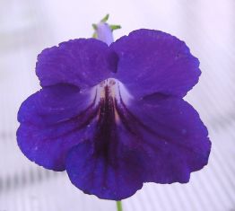 streptocarpus "amanda"