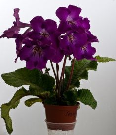 streptocarpus "thunderhead"