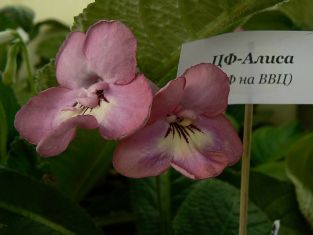 streptocarpus "alisa"
