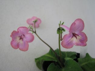 streptocarpus "alisa"