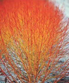 cornus sanginea "midwinter fire" - svída krvavá