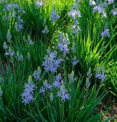 camassia modrá
