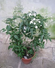 jasminum polyanthum