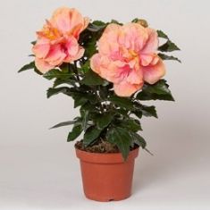 hibiscus sinensis " sorbet"