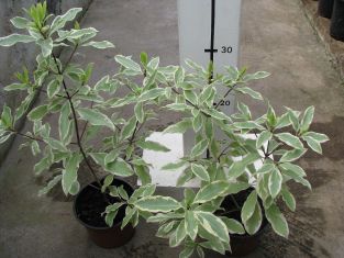 pittosporum eugenioides " variegata "