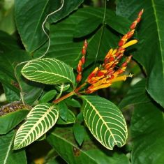 sanchezia speciosa