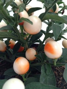 solanum pseudocapsicum "albino"