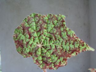 begonia " marmaduke"