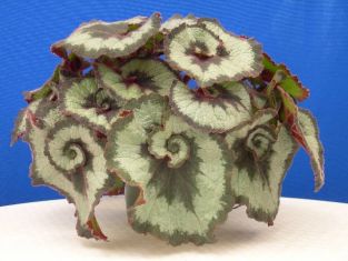 begonia " l´escargot"