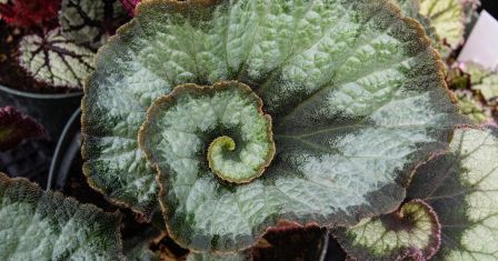begonia " l´escargot"