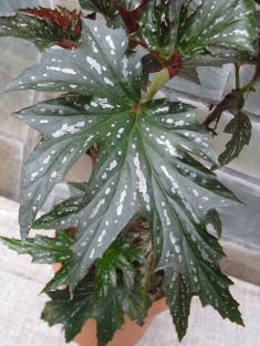 begonia"sophie cecile"