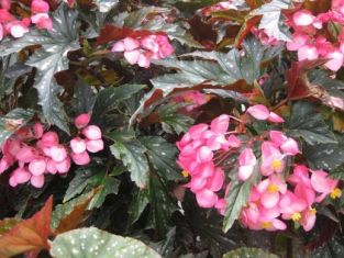 begonia"sophie cecile"