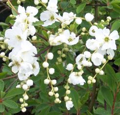 exochorda macrantha "the bride"- hroznovec